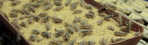Our Cricket Flour is Amazingly Nutritious