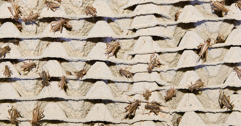 Cricket Farm Tour – What do Crickets Need to Thrive?