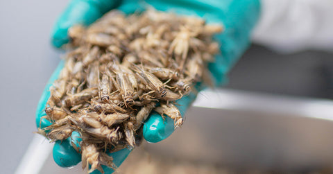Cricket Farm Tour – What Does the Lifecycle of a Cricket Look Like?
