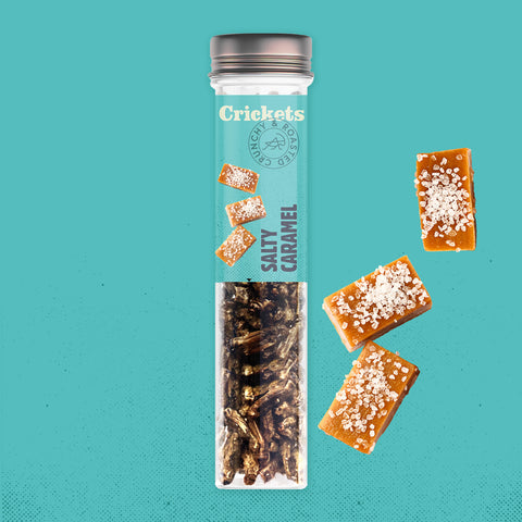 Geröstete essbare Grillen in einer Snack-Geschenkbox