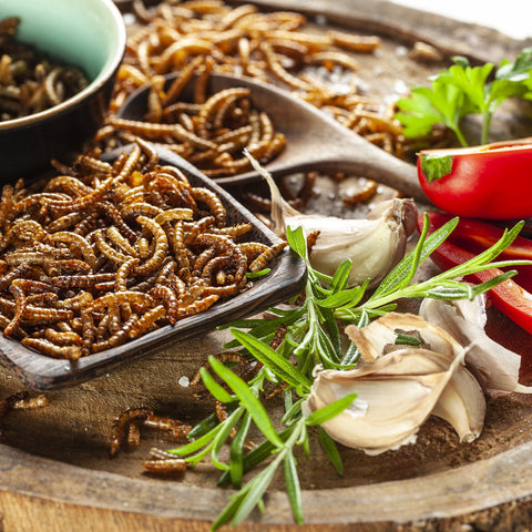 Probierpaket: 6× Grillen- & Mehlwurm-Snacks