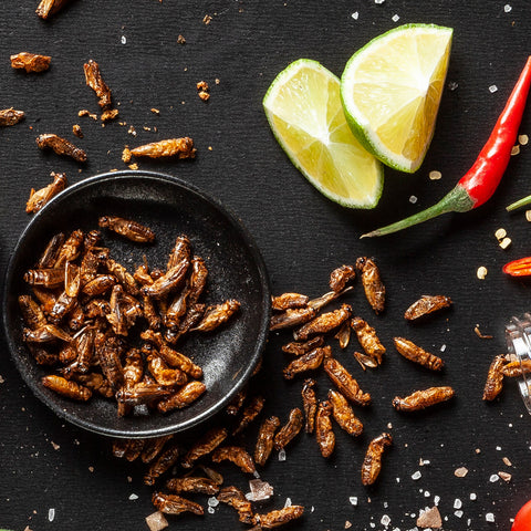 Probierpaket: 6× Grillen- & Mehlwurm-Snacks