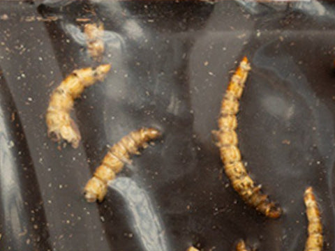 Dark chocolate bar with crunchy mealworms, close-up