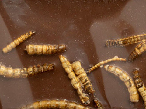 Milk chocolate bar with crunchy mealworms, close-up