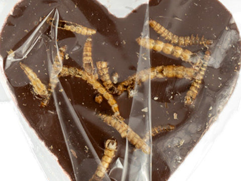 Milk chocolate lollipop with crunchy mealworms, close-up