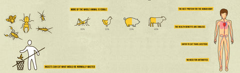 20 Reasons Why Insects Will Be a Staple of Our Diet In 10 Years