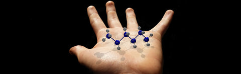 The Best Protein for the Human Body