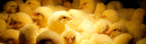 Diet 2.0 – When Will Cricket Protein Be Cheaper Than Chicken Protein?