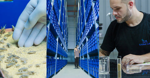 The Coronavirus Is a Result of Animal Abuse, the Future is Disease Free Farming