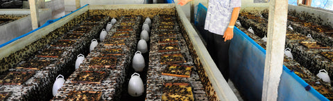 The Well-Being of Farmed Insects