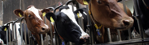 Insects Are 100x More Sustainable