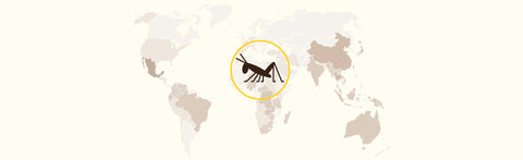 Insects Are More Popular Than You Think