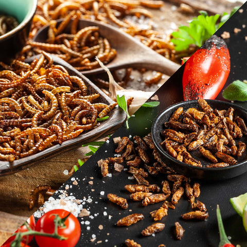 All Edible Insects Products