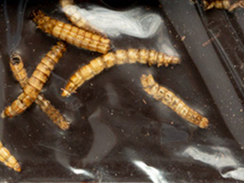 Whole roasted mealworms set into dark chocolate, close-up