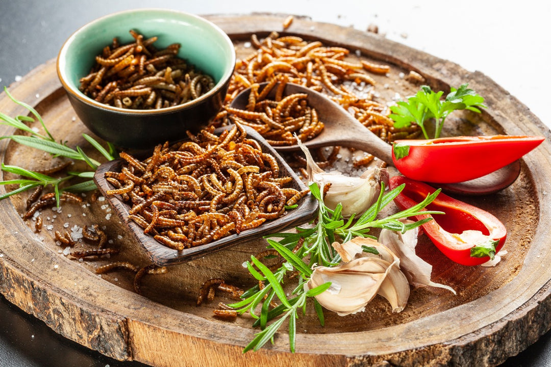 エクササイズグッズ [SouthMoon readystock] Wormwood Cricket & Mealworm Tasting Gift Set | Edible Insect Snacks