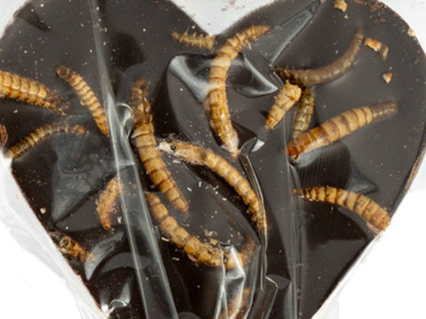 Dark chocolate lollipop with crunchy mealworms, close-up